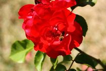 Die Biene auf Nektarsuche in der Rose von ann-foto