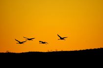 kraniche im sonnenuntergang - crane at sundown von mateart