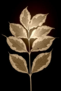 Leaves in Sepia by CHRISTINE LAKE