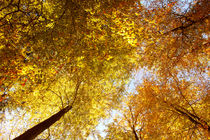 Herbstmomente_03 von tr-design