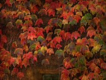 Autumn Most Colourful by Alexandra Lavizzari