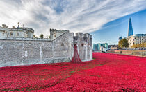 Poppies at The Tower Of London by Graham Prentice
