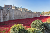 Tower Of London Poppies by Graham Prentice