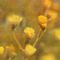 Wild-flowers-dsc02011