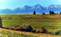 Cows under the High Tatras by Tomas Gregor