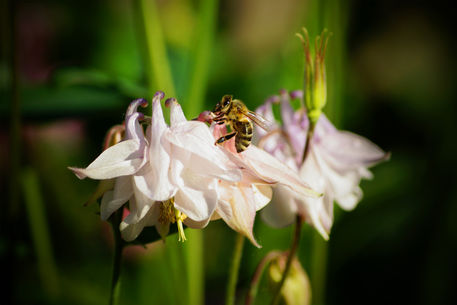Biene-auf-rosa-akelei-aquilegia