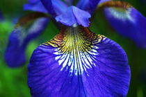 Sibirische Iris von Sabine Radtke