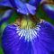 Sibirische-iris-bluetenblatt