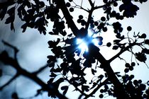 Der Sonnenstrahl by ann-foto