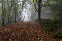  Misty Autumn Morning by David Tinsley