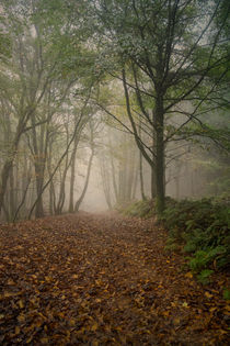 Misty Autumn Beech  by David Tinsley