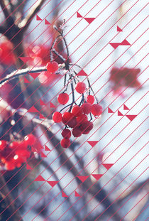 red berry in winter by Eva Stadler