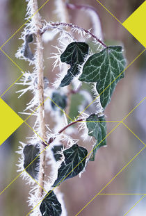 graphic frost & ivy by Eva Stadler