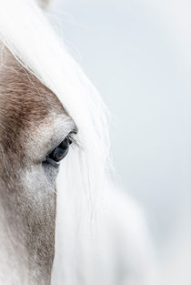 Highkey horse eye by Andy-Kim Möller