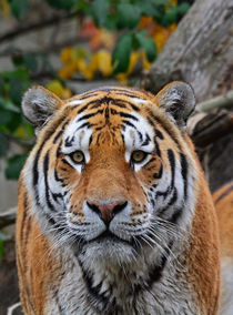 tiger by sonja hofmann