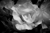 Yellow rose in black and white von Gema Ibarra