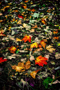 Autumn Leaves by Vicki Field