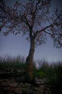 The Almond Tree by Xavier Minguella