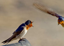 Swallow Fight Cairns Australia von mbk-wildlife-photography