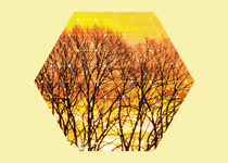 Trees and Sunset- Nature and Geometry  von Denis Marsili