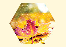 Nature and Geometry - Autumn Leaves von Denis Marsili