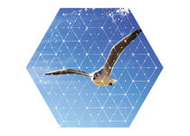 Nature and Geometry - The Seagull von Denis Marsili