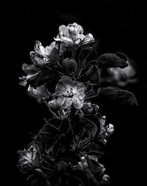 Backyard Flowers In Black And White 4 by Brian Carson