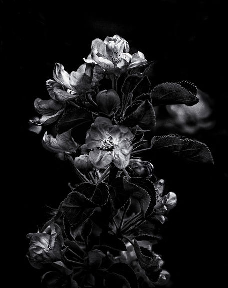 Backyard-flowers-in-black-and-white-04