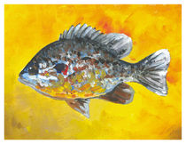 Sunfish von Robin (Rob) Pelton