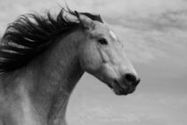 Connemara Pony by Denise Schneider
