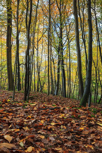 Autumn Beech Leaves  by David Tinsley