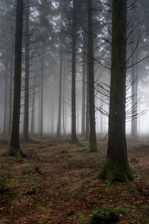  Misty Spruce Woods by David Tinsley