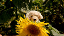 Alwood liebt Sonnenblumen by elke krause
