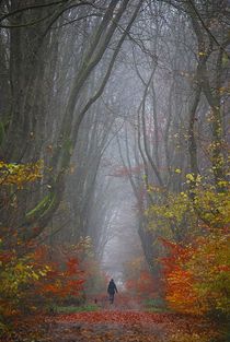 Herbstnebelwald... 3