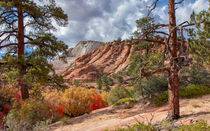 Color Competition At Zion National Park by John Bailey