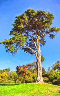 Cypress Tree In Golden State Park by John Bailey