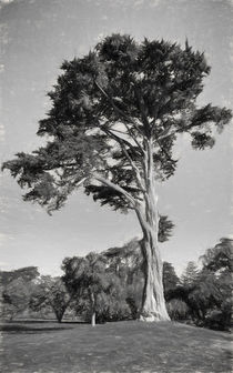 Cypress Tree In Golden State Park Black And White by John Bailey