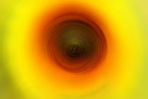 Sunflower by Ines Meyer