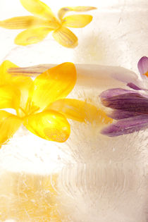 Eisblüten - Ice blossoms 2.1 von Marc Heiligenstein