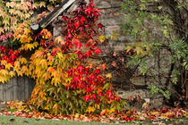 Autumn Leaves II von blurring-lights