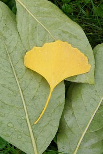 Blätter im Herbst II von lorenzo-fp