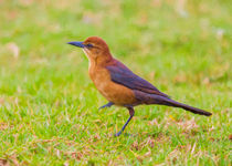 Lady Grackle Steps Out #2 by John Bailey