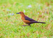 The Lady Grackle March #3 by John Bailey