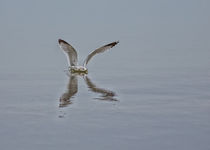 Ring-billed Gull Landing And Takeoff by John Bailey