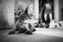 Kitten by Melanie Langer