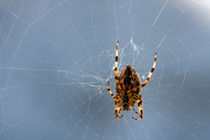 Spider on a web von Steve Ball
