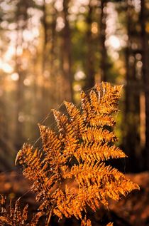Autumn Fern by Jeremy Sage