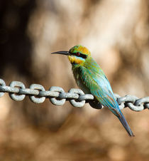 Beauty on chains von mbk-wildlife-photography