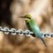 Rainbow-bee-eater-by-curlew-copy