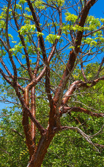The Gumbo Limbo Tree by John Bailey